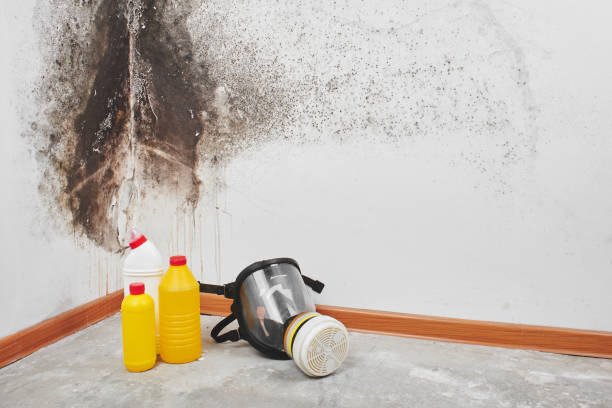 Biohazard Mold Removal in Dogtown, CA